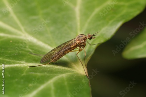 brown fly Limoniidae Dicranomyia mosquito
