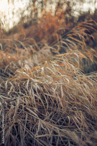 Dry, long leaves of grass in summer or autumn. Withered and yellow reed in the golder hour. Randomly arranged dry reed leaves background.