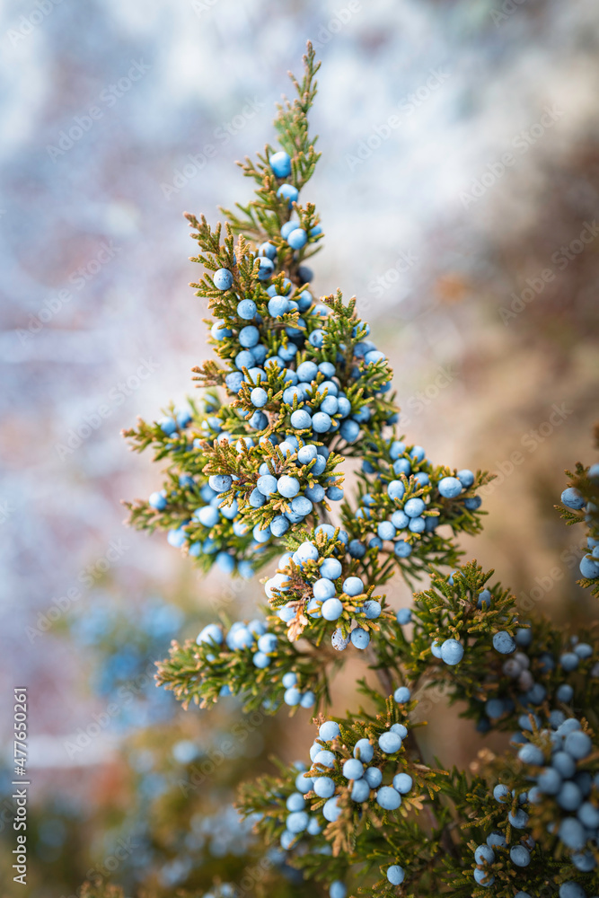 Juniper berries and foliage on the blurred background Juniper berries and foliage on the blurred background