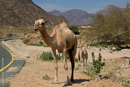 Camel in the Sarawat Mountains. Saudi Arabia.