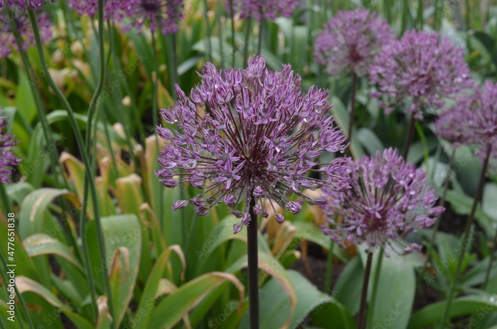 Blooming ornamental onion, Allium 'Stipineva' 