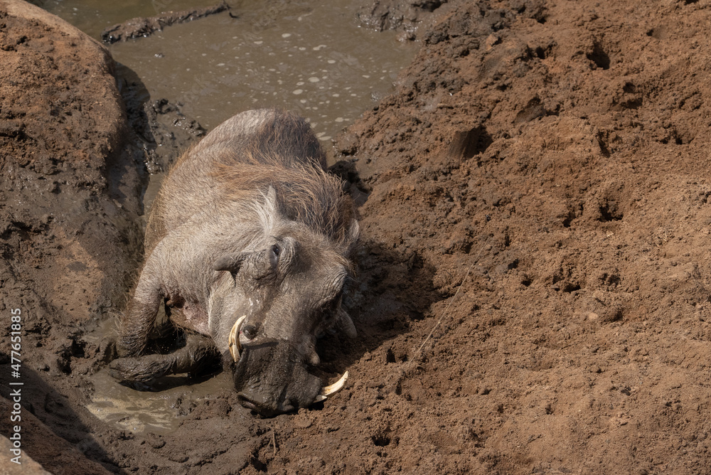 A warthog resting on its side in a muddy wallow. A warthog resting on its side in a muddy wallow.