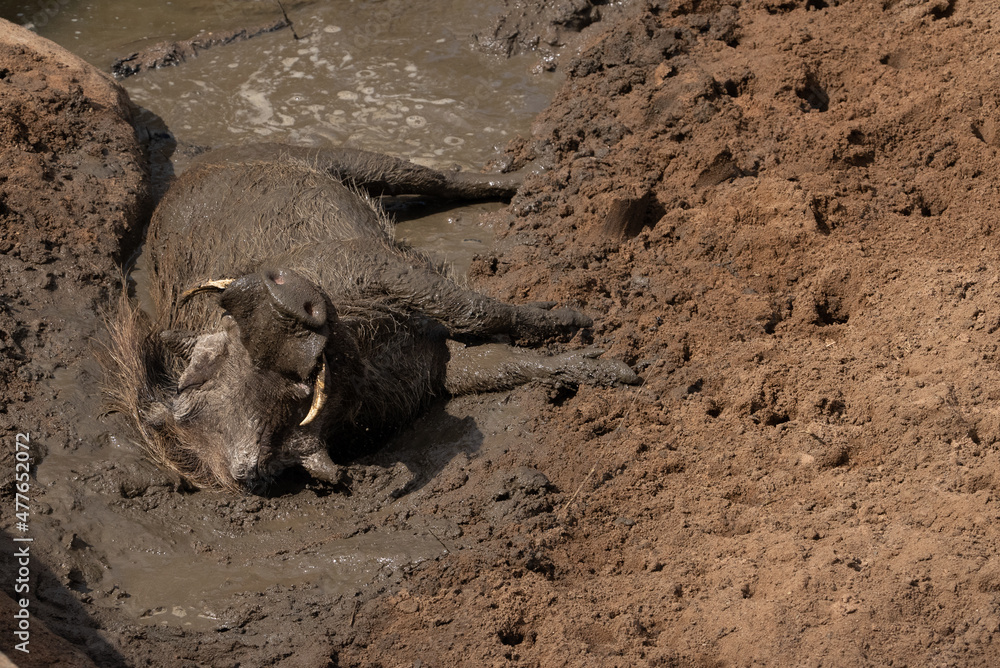 A warthog lying in a wallow with its snout up in the air showing its nostrils. A warthog lying in a wallow with its snout up in the air showing its nostrils.