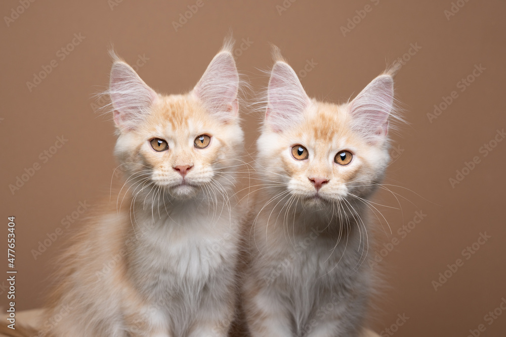 two cute cream colored ginger tabby maine coon kittens side by side looking at camera on brown background two cute cream colored ginger tabby maine coon kittens side by side looking at camera on brown background
