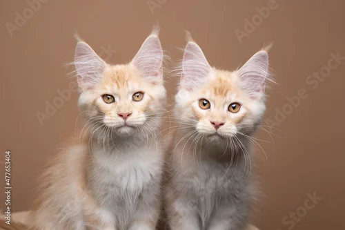 Obraz two cute cream colored ginger tabby maine coon kittens side by side looking at camera on brown background