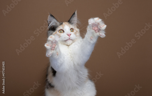 Fototapeta Naklejka Na Ścianę i Meble -  playful white tortie maine coon kitten rearing up raising both paws looking funny on brown background with copy space