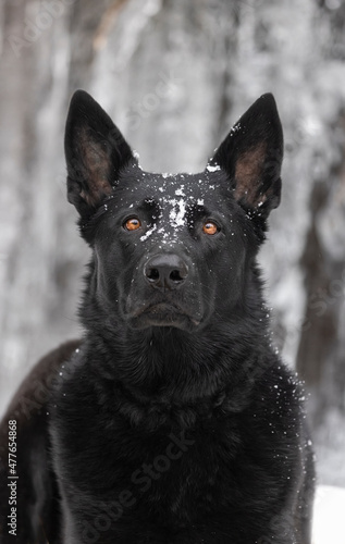 Black German shepherd sitting in snow. © Brittany