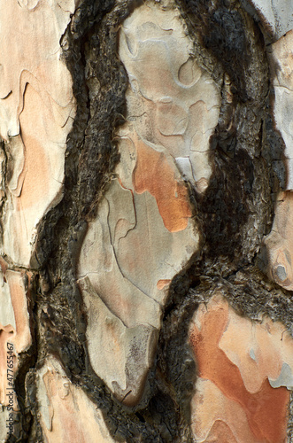 Close up of tree bark patterns 