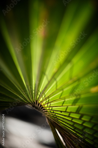 Close up of palm leaf with sun shining through and reflected pattern