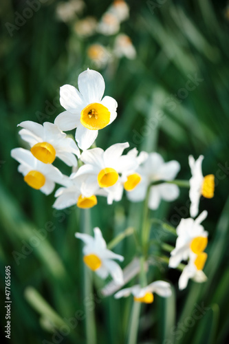 Close up of spring daffodils on green background in the spring in England