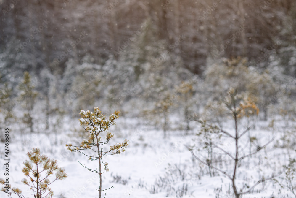 Snow Covered young pine tree In Forest During Winter season. Winter background Snow Covered young pine tree In Forest During Winter season. Winter background