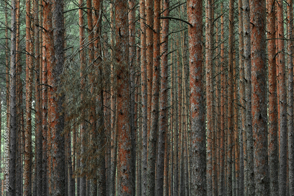 Obraz premium Panoramic view of the mysterious pine forest. Tree trunks close-up. Abstract natural pattern, texture, background. Pure nature concept
