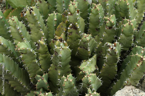 Succulents. Closeup view of Euphorbia resinifera also known as Resin spurge, green foliage.  photo