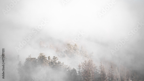 Amazing mystical rising fog forest trees landscape in black forest ( Schwarzwald ) Germany panorama banner .- dark mood..