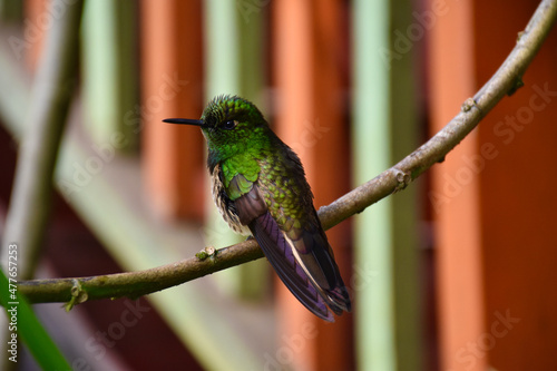 Colibri Vallée de Cocora Clombie photo