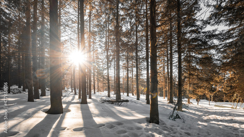 Amazing forest trees firs landscape snowscape view in the morning with sunbeams sunshine in black forest winter with snow ( Schwarzwald ) Germany background panorama banner . © Corri Seizinger