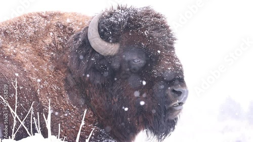 High key buffalo bull in winter during snowstorm slow motion 
