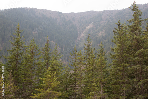 Wallpaper Mural Giant Panda bamboo forests in the Minshan Mountains of Sichuan, China Torontodigital.ca