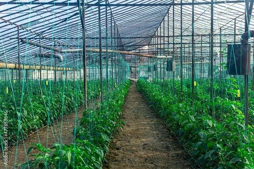 interior of an industrial greenhouse with growing pepper seedlings