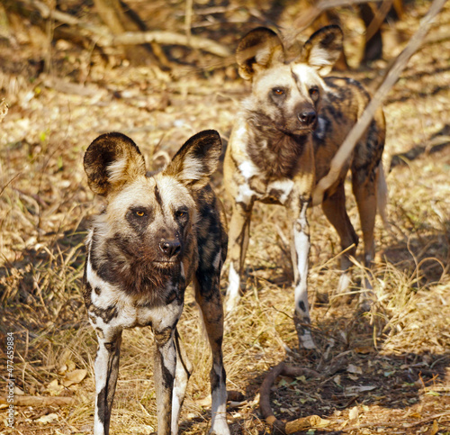 wild dogs stand guard