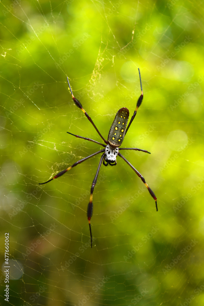 Golden silk orb-weaver spider (Trichonephila clavipes) on a green background, cobweb, Panama Golden silk orb-weaver spider (Trichonephila clavipes) on a green background, cobweb, Panama