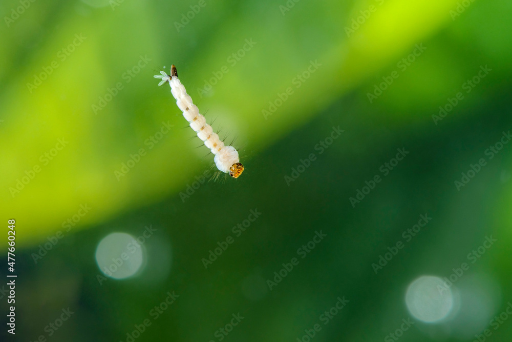 Mosquito larvae. Aedes aegypti mosquito larvae. Dengue fever, Chikungunya virus and Zika virus transmitter. Mosquito larvae. Aedes aegypti mosquito larvae. Dengue fever, Chikungunya virus and Zika virus transmitter.