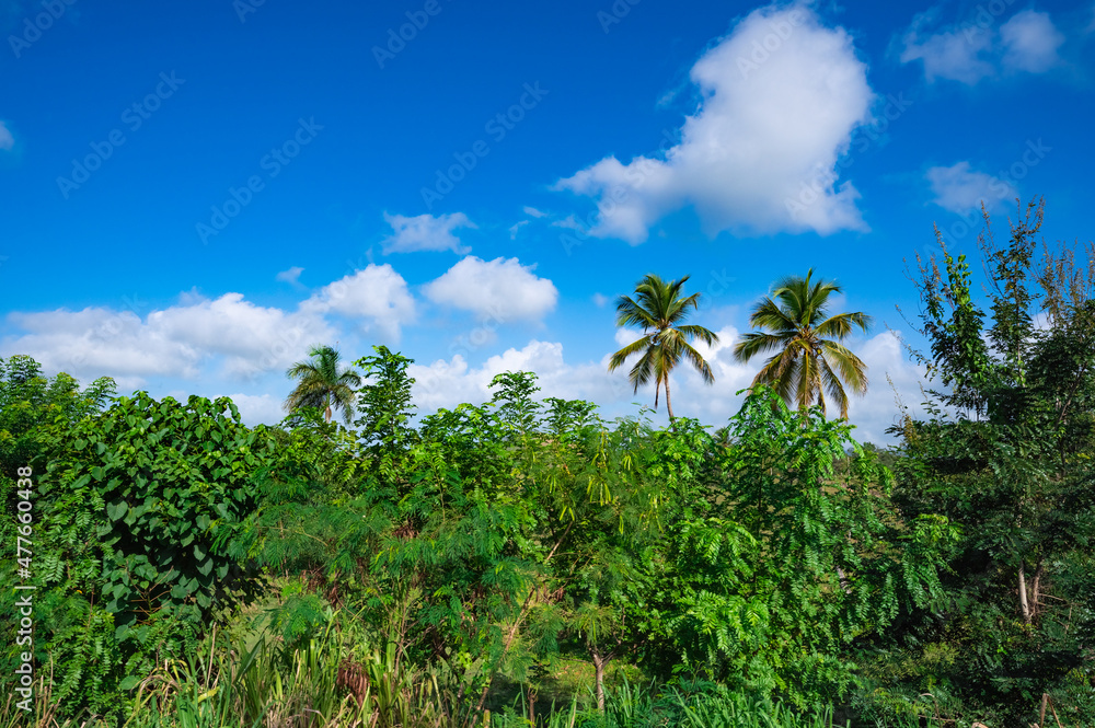 Dominican Republic jungle landscape