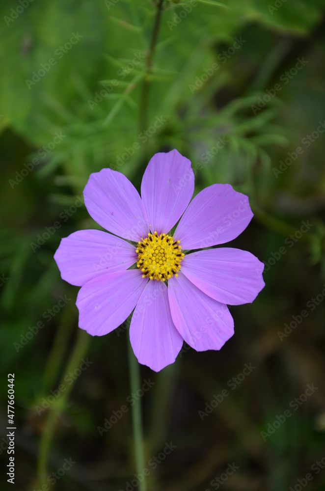 Cosmos flower (Cosmos Bipinnatus) with blurred background Cosmos flower (Cosmos Bipinnatus) with blurred background