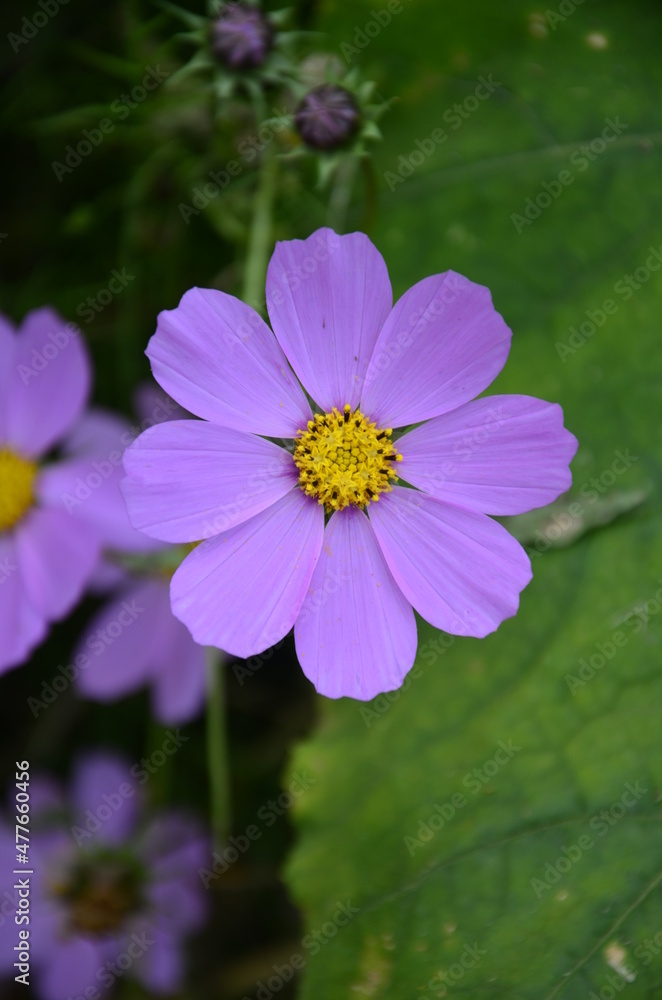 Cosmos flower (Cosmos Bipinnatus) with blurred background Cosmos flower (Cosmos Bipinnatus) with blurred background