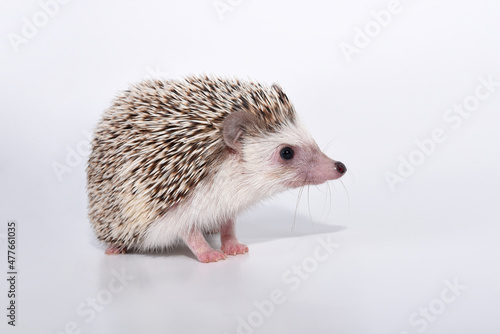 A beautiful cute hedgehog of African breed prickly with spikes on a white background in the studio