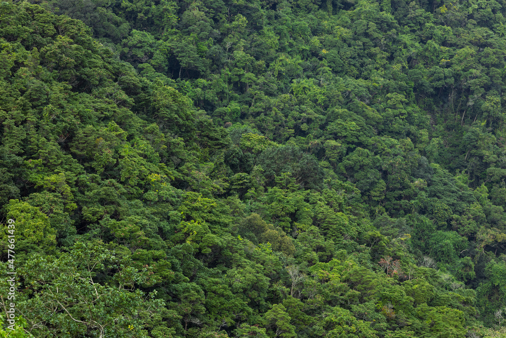 Aerial view of green lush forest Aerial view of green lush forest