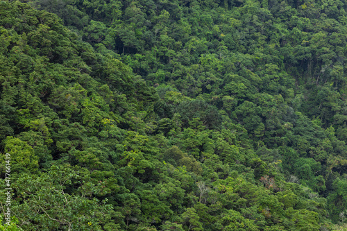 Aerial view of green lush forest