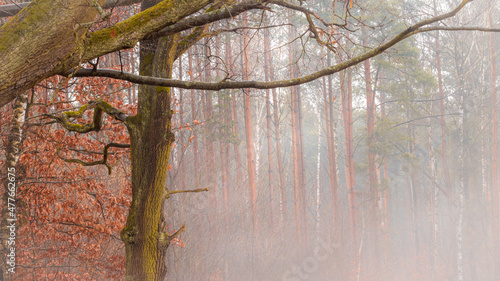 Fototapeta Naklejka Na Ścianę i Meble -  polski jesienny las w porannej mgle.