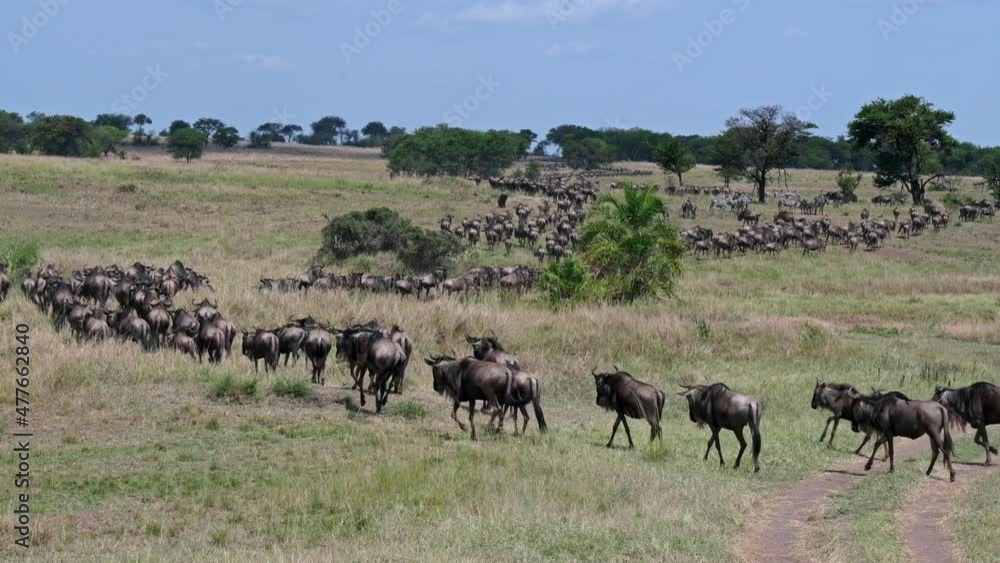 huge herd of blue wildebeest (Connochaetes mearnsi) on great migration thru Serengeti National Park, Tanzania, Africa huge herd of blue wildebeest (Connochaetes mearnsi) on great migration thru Serengeti National Park, Tanzania, Africa