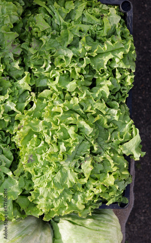 close-up lettuce at the market