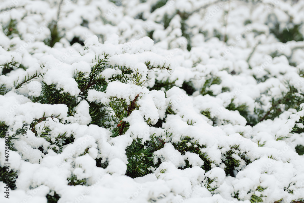 Snow Covered Evergreen Bush
