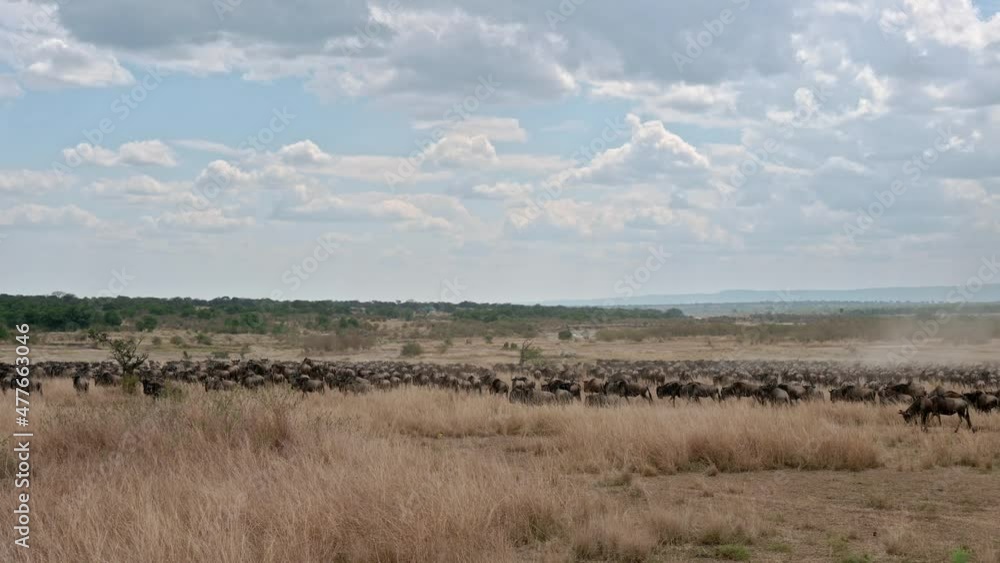 huge herd of blue wildebeest (Connochaetes mearnsi) on great migration thru Serengeti National Park, Tanzania, Africa huge herd of blue wildebeest (Connochaetes mearnsi) on great migration thru Serengeti National Park, Tanzania, Africa