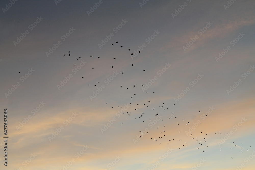Pájaros volando, durante el atardecer de invierno
Pájaros volando, durante el atardecer de invierno