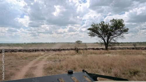 huge herd of blue wildebeest (Connochaetes mearnsi) on great migration thru Serengeti National Park, Tanzania, Africa photo