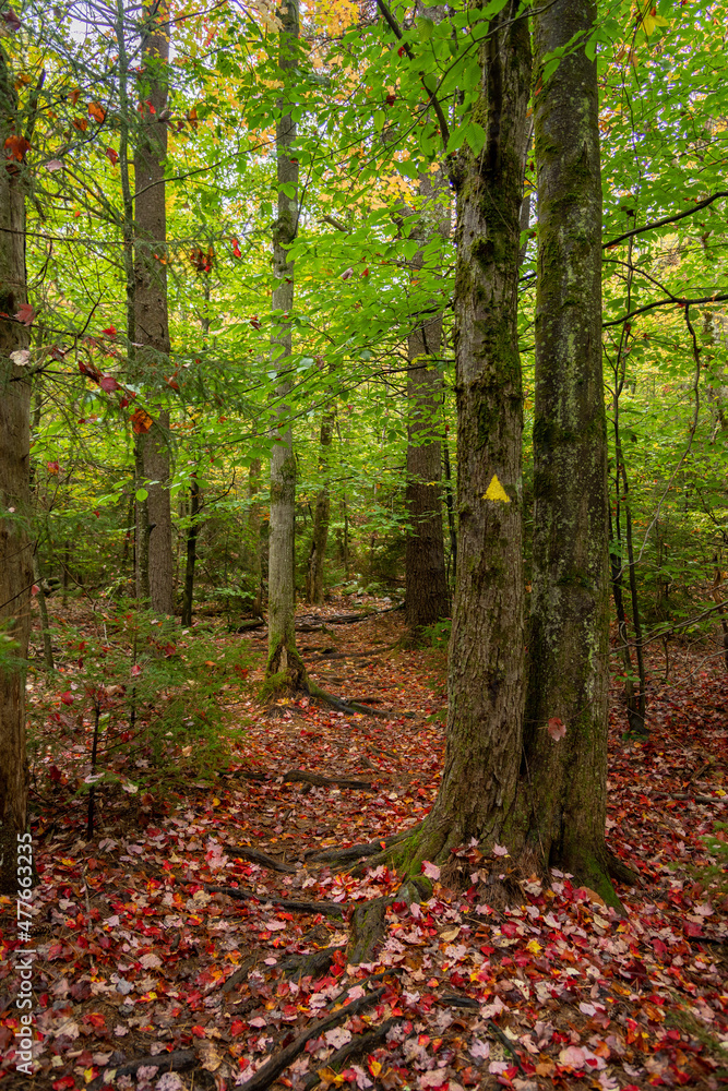 path in autumn forest path in autumn forest