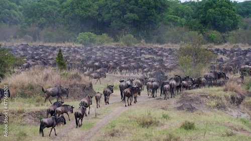 huge herd of blue wildebeest (Connochaetes mearnsi) on great migration thru Serengeti National Park, Tanzania, Africa photo