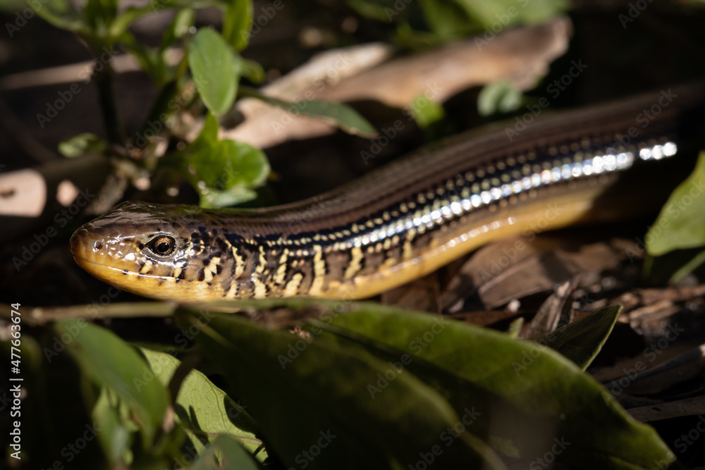 Glass Lizard Reptile In the Grass Glass Lizard Reptile In the Grass