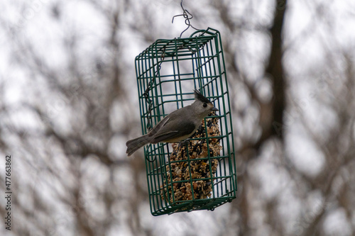 Birds eating from a feeder