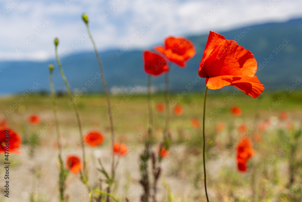 Obraz premium red poppy flower, foreground focus on one flower, background out of focus blurred