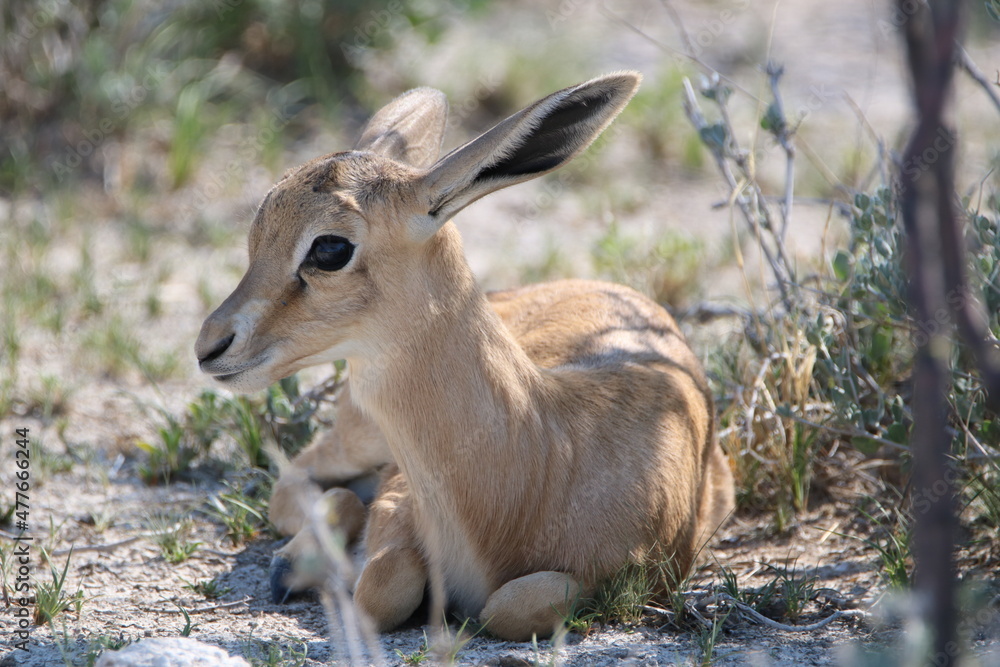 Naklejka premium Baby Impala, Etosha