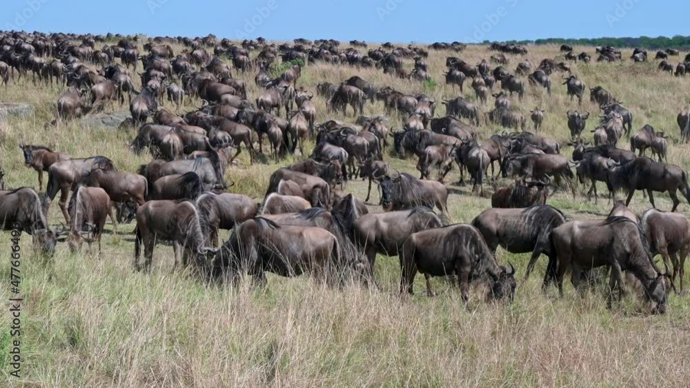 huge herd of blue wildebeest (Connochaetes mearnsi) on great migration thru Serengeti National Park, Tanzania, Africa huge herd of blue wildebeest (Connochaetes mearnsi) on great migration thru Serengeti National Park, Tanzania, Africa