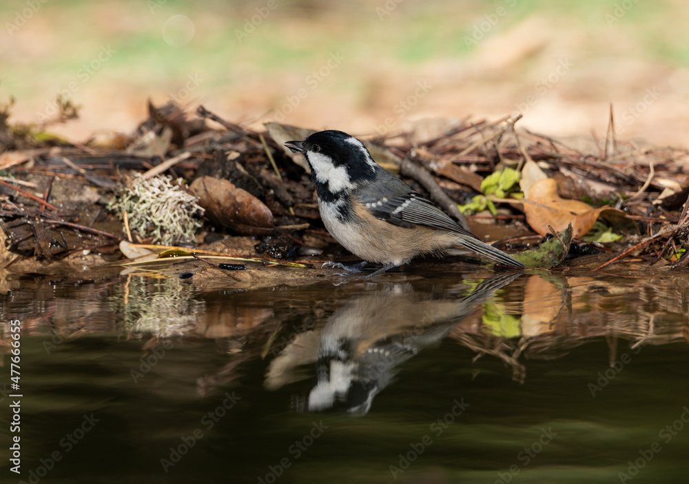 Obraz premium carbonero garrapinos reflejado en el estanque del parque (Periparus ater)​ 