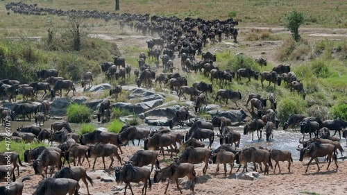 blue wildebeest (Connochaetes mearnsi) on great migration thru Serengeti National Park crossing a small river, Tanzania, Africa