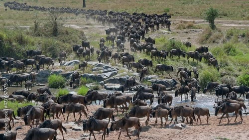 blue wildebeest (Connochaetes mearnsi) on great migration thru Serengeti National Park crossing a small river, Tanzania, Africa photo