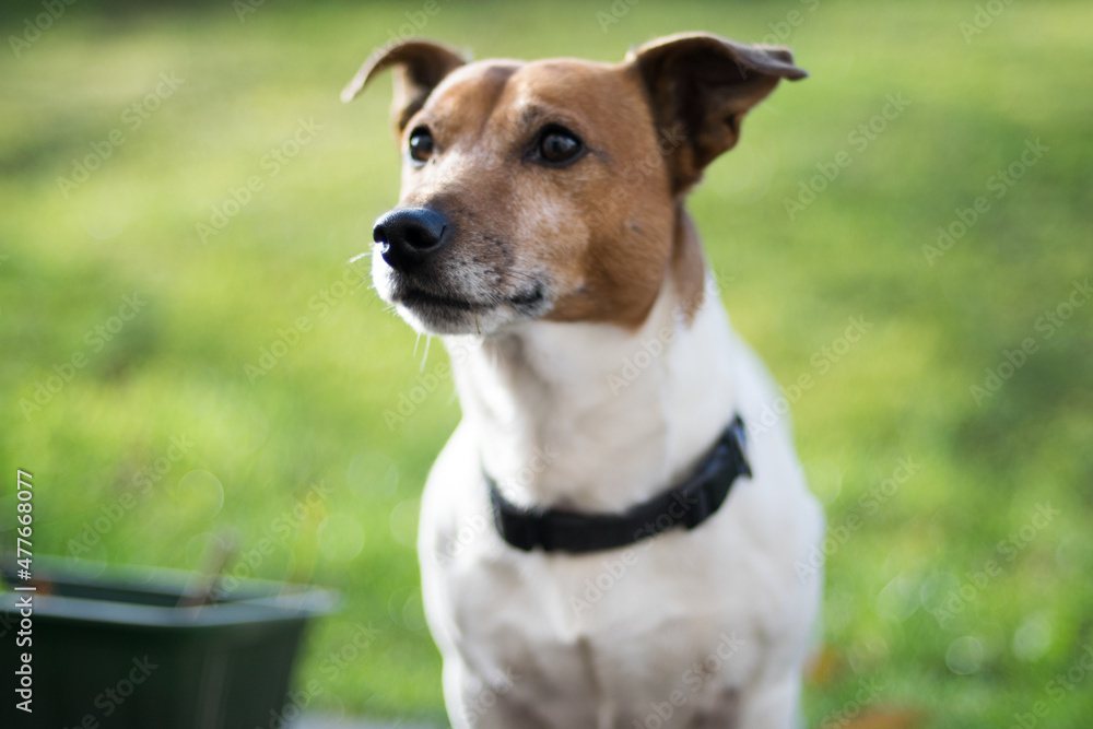 Jack Russel Terrier